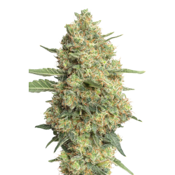 JYM’s Cannaqueen