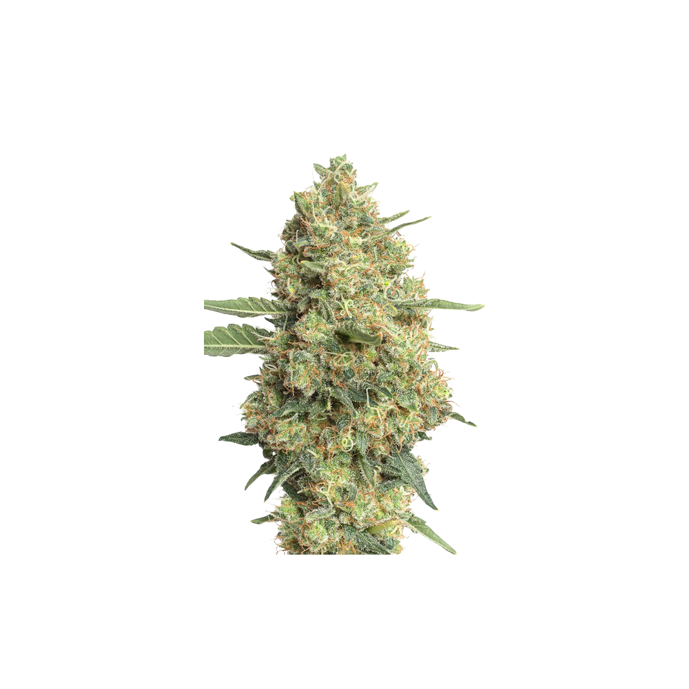 JYM’s Cannaqueen