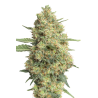 JYM’s Cannaqueen