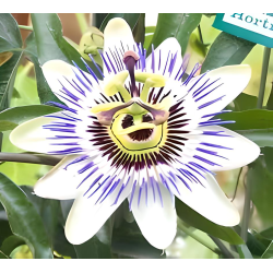 Passionsblume, 30g