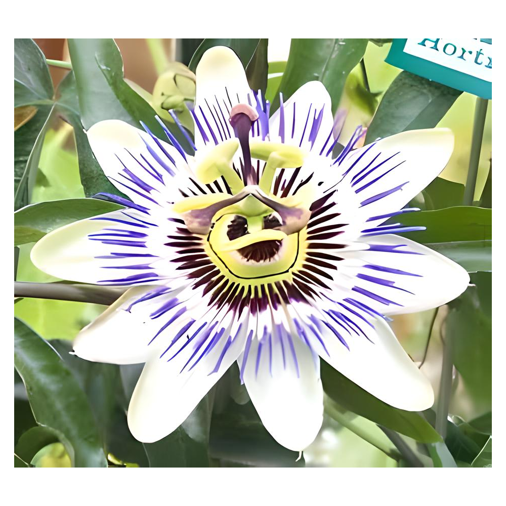 Passionsblume, 30g