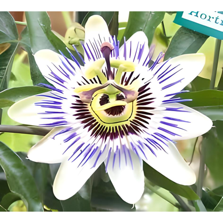 Passion flower, 30g