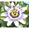 Passionsblume, 30g