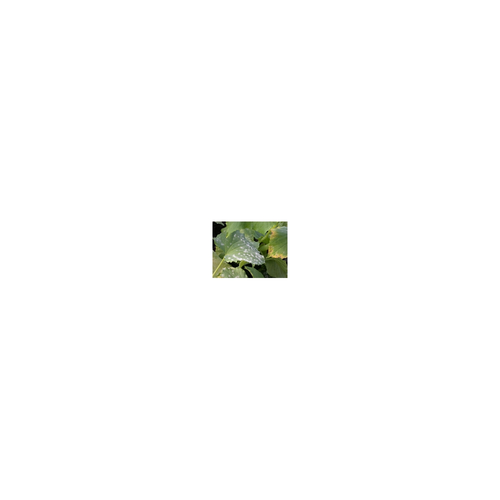 Fenicur 200ml