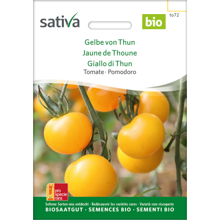 Sativa Jaune de Thoune - Tomate bio