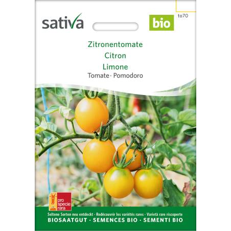 Lemon tomato – organic tomato