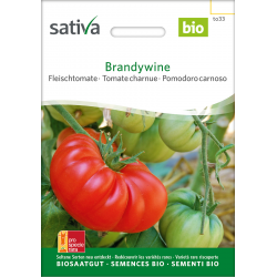 Brandywine –  Fleischtomate...