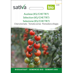 Sativa Tiamarie – Organic cherry tomato