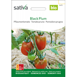 Sativa Black Plum –  Tomate prune bio