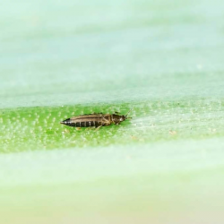 Andermatt Biogarten Predatory mite Amblyseius against thrips
