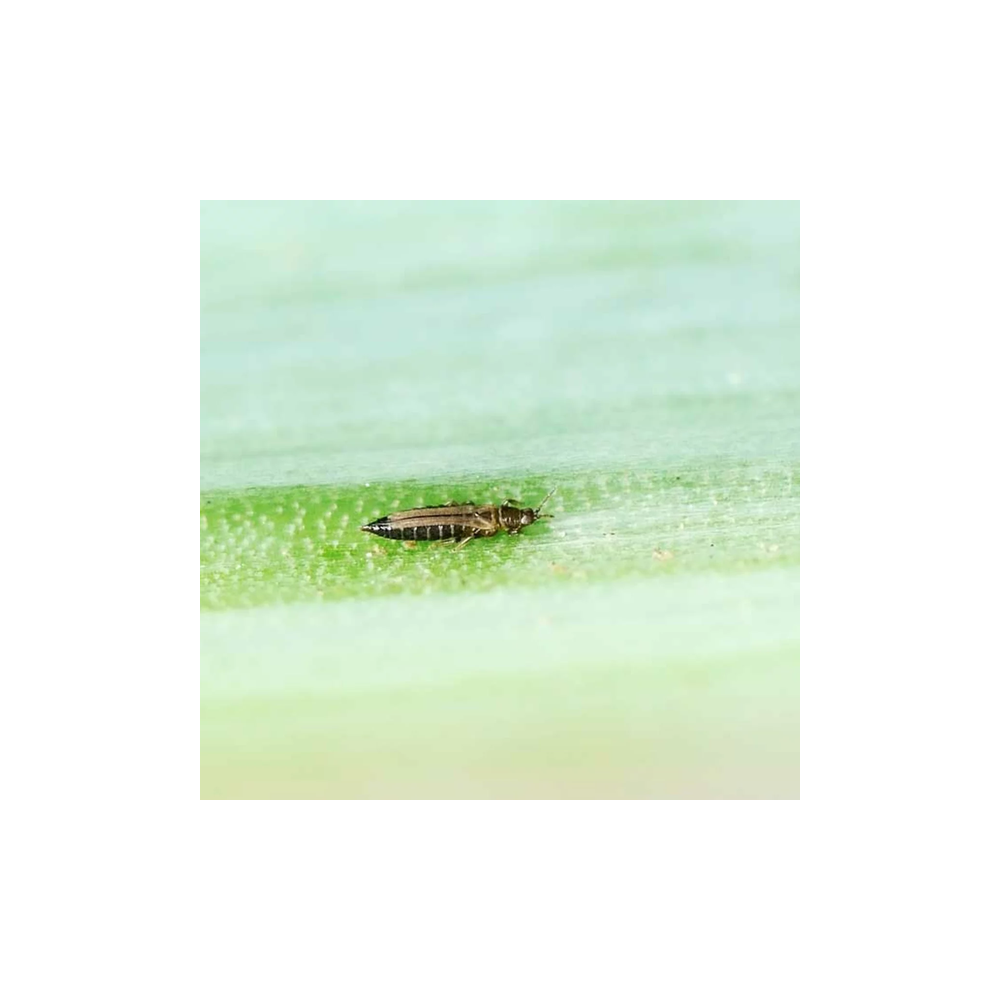Andermatt Biogarten Predatory mite Amblyseius against thrips