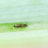 Andermatt Biogarten Amblyseius cucumeris gegen Thrips