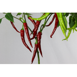 Greendoor Aci Sivri – Chilli Seeds