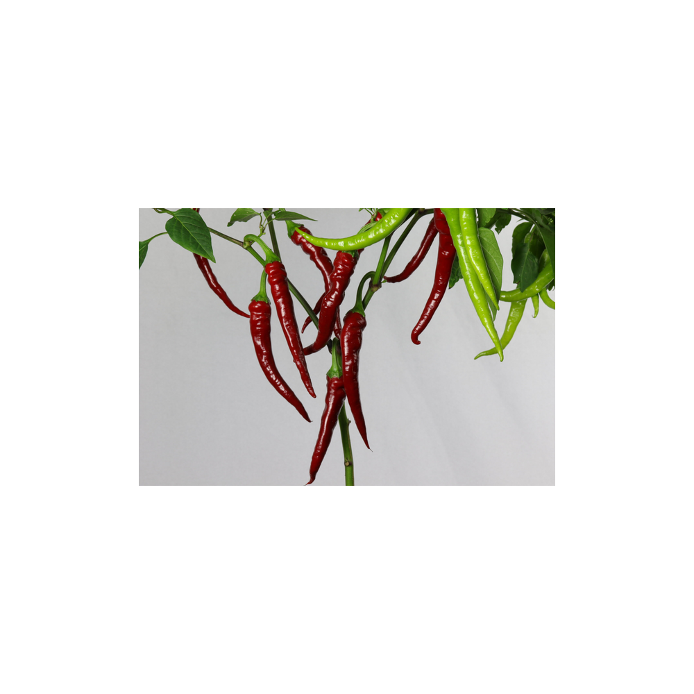 Greendoor Aci Sivri – Graines de piment