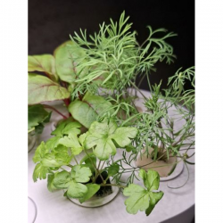 HTP Küchen Garden Mini