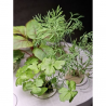 HTP Cuisine Garden Mini