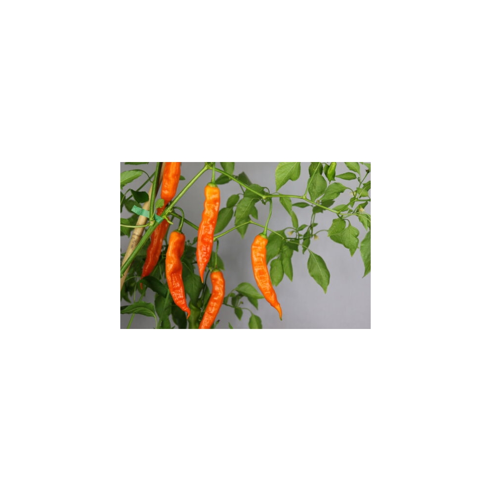 Greendoor Aji Amarillo – Graines de piment