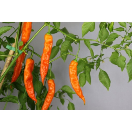 Greendoor Aji Amarillo – Chili Seeds
