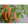 Greendoor Aji Amarillo –  Chili Samen