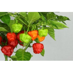 Greendoor Aji Cachucha – Chili Seeds