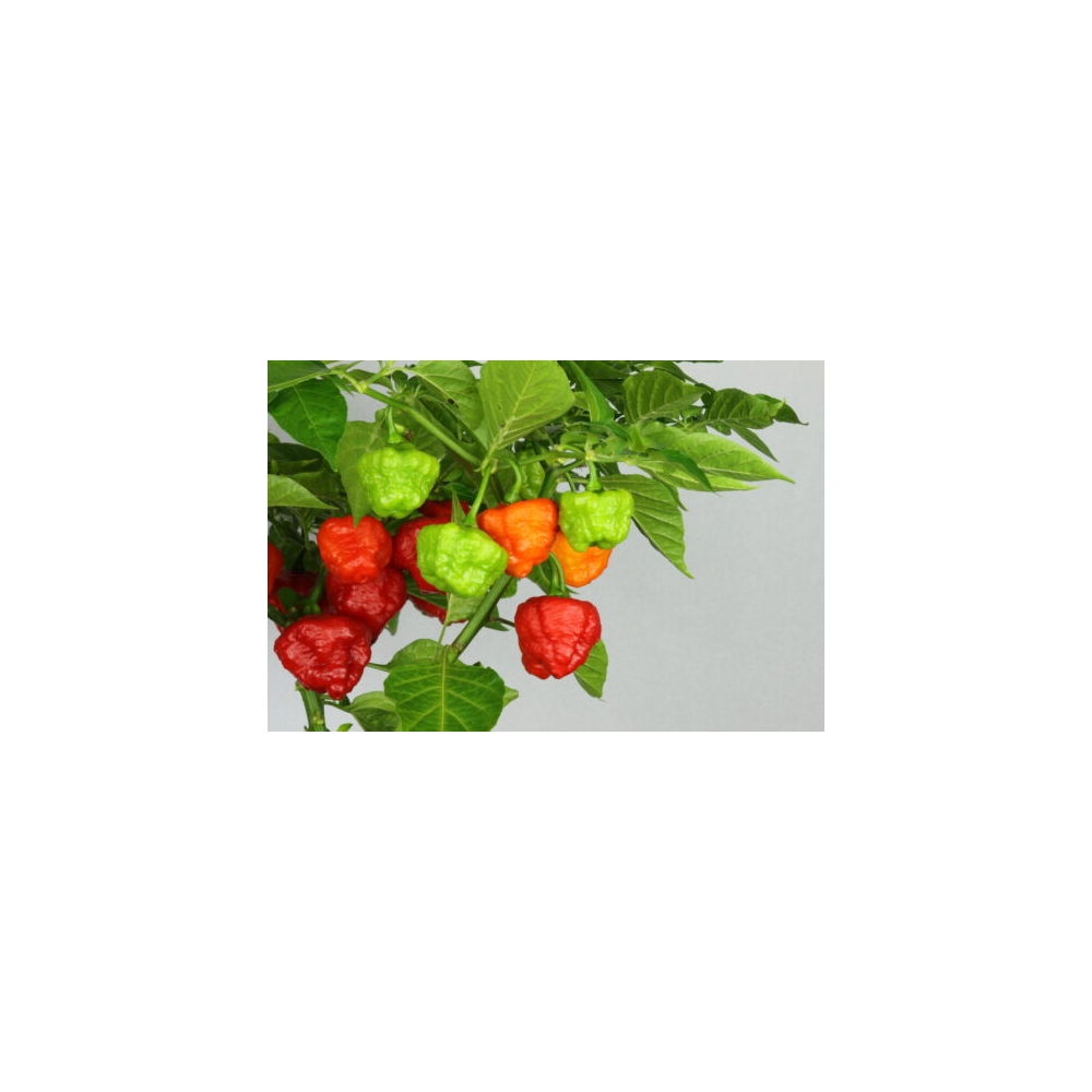 Greendoor Aji Cachucha – Graines de piment