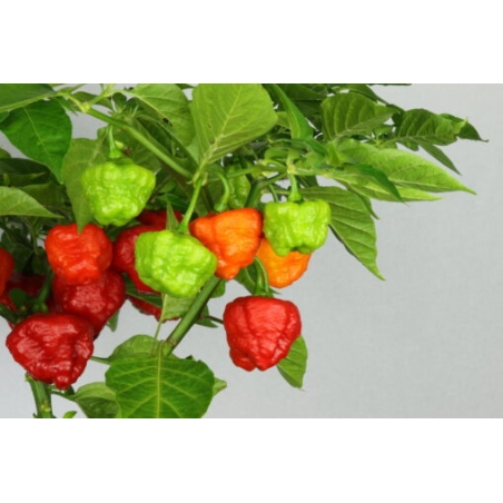 Greendoor Aji Cachucha – Chili Seeds