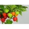 Greendoor Aji Cachucha – Graines de piment