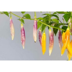 Greendoor AAji Challuaruro Amarillo –  Chili Samen