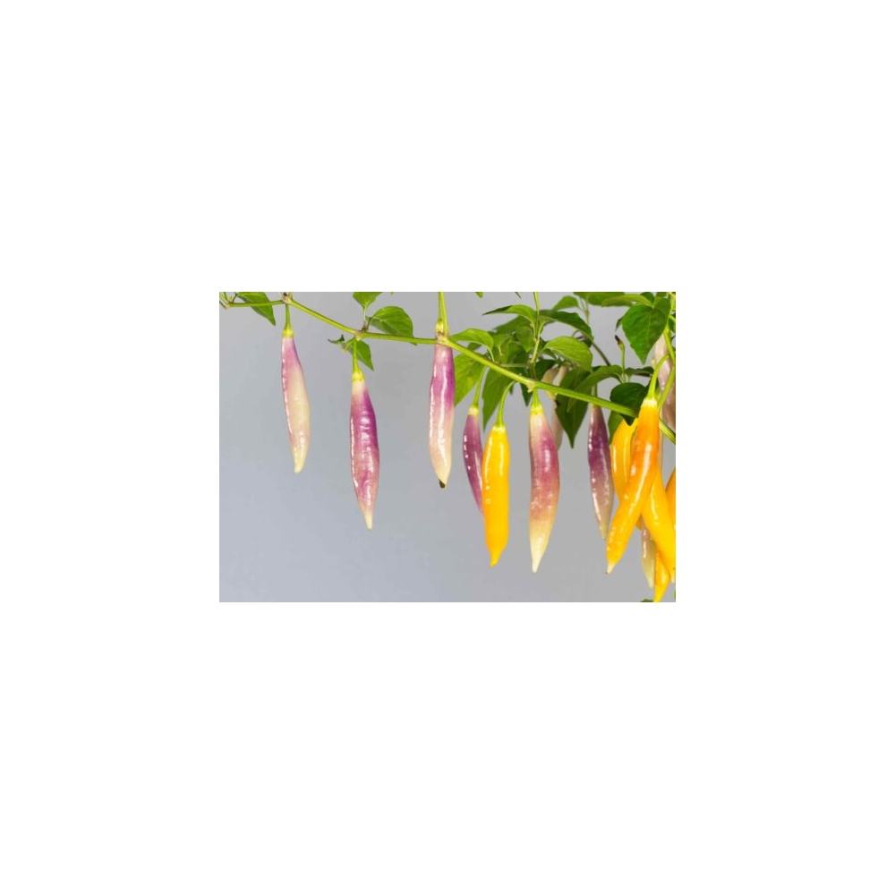 Greendoor Aji Challuaruro Amarillo – Chili Seeds