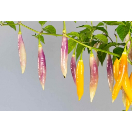 Greendoor AAji Challuaruro Amarillo –  Chili Samen