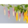 Greendoor Aji Challuaruro Amarillo – Graines de piment