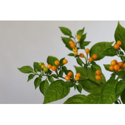 Greendoor Aji Charapita –  Chili Samen