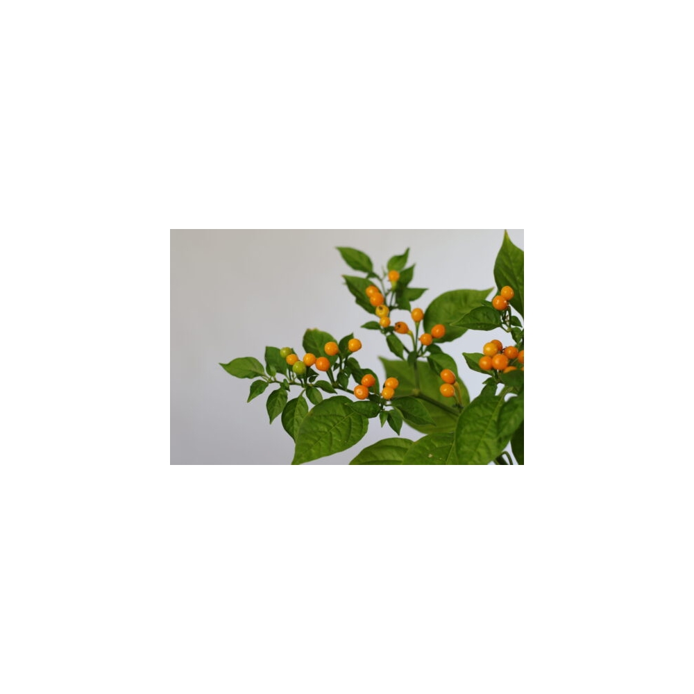 Greendoor Aji Charapita – Graines de piment