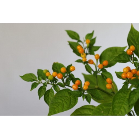 Greendoor Aji Charapita –  Chili Samen