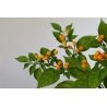 Greendoor Aji Charapita – Chili Seeds