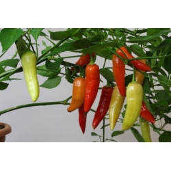 Greendoor Aji Crystal – Graines de piment