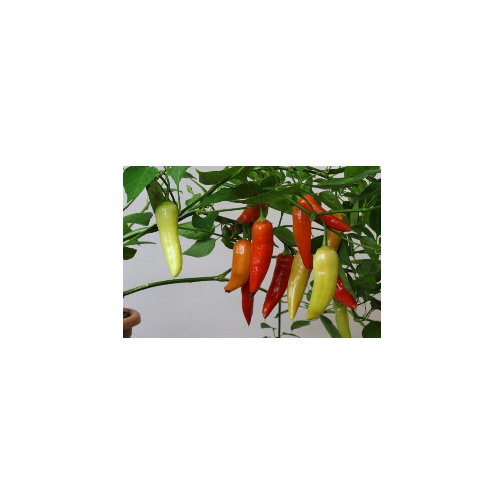 Greendoor Aji Crystal –  Chili Samen