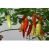 Greendoor Aji Crystal –  Chili Samen