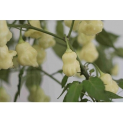 Greendoor Aji White Fantasy – Chili Seeds