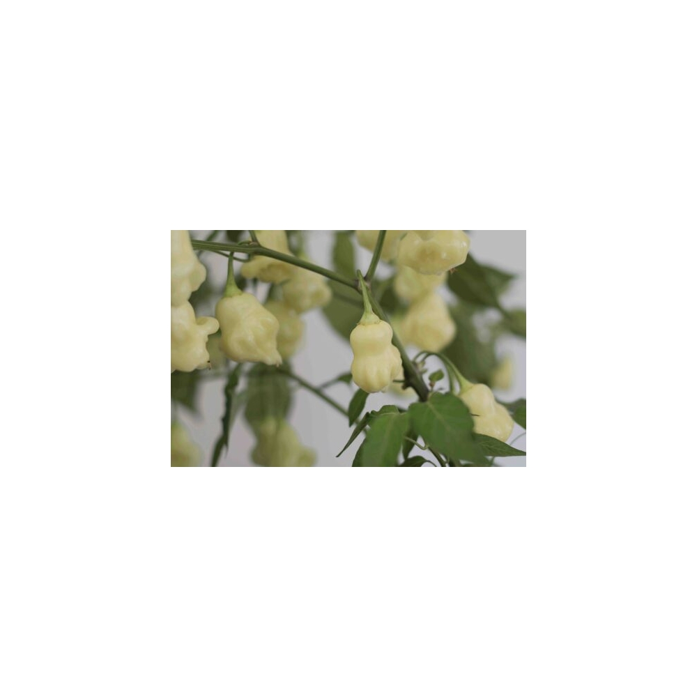 Greendoor Aji White Fantasy – Graines de piment