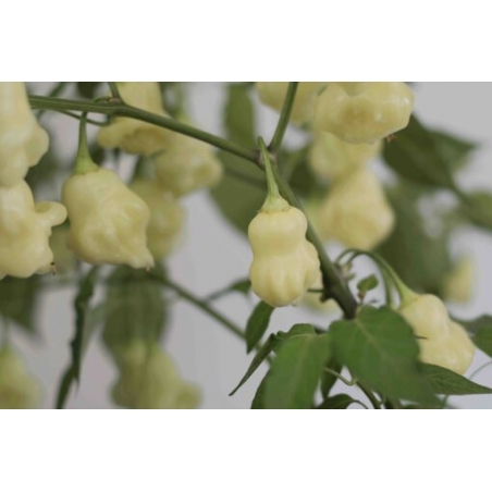 Greendoor Aji White Fantasy – Chili Seeds