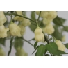 Greendoor Aji White Fantasy  –  Chili Samen