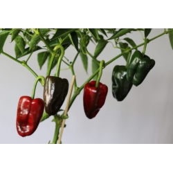 Greendoor Ancho Grande –  Chili Samen