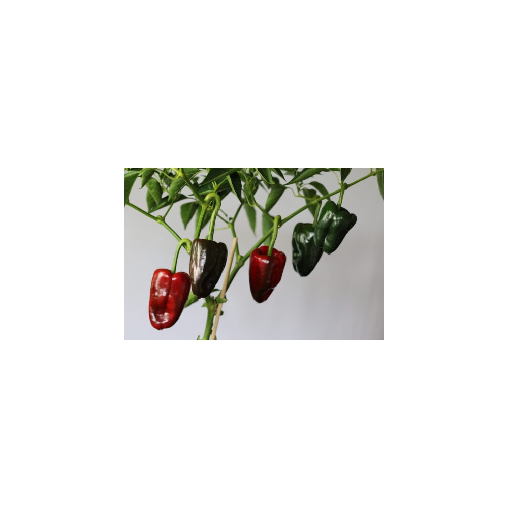 Greendoor Ancho Grande – Graines de piment