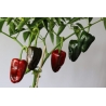 Greendoor Ancho Grande – Chili Seeds