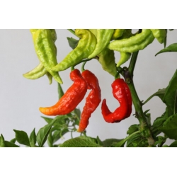 Greendoor Bhut Jolokia Red –  Chili Samen