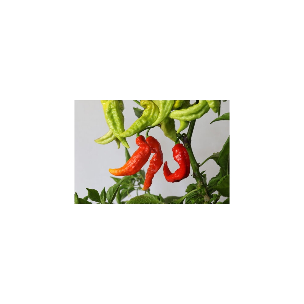 Greendoor Bhut Jolokia Red – Chili Seeds