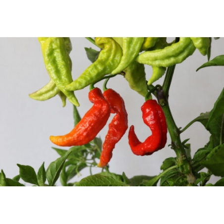 Greendoor Bhut Jolokia Red –  Chili Samen