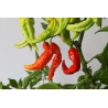 Greendoor Bhut Jolokia Red– Graines de piment