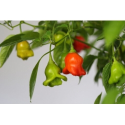 Greendoor Bishop’s Crown –  Chili Samen
